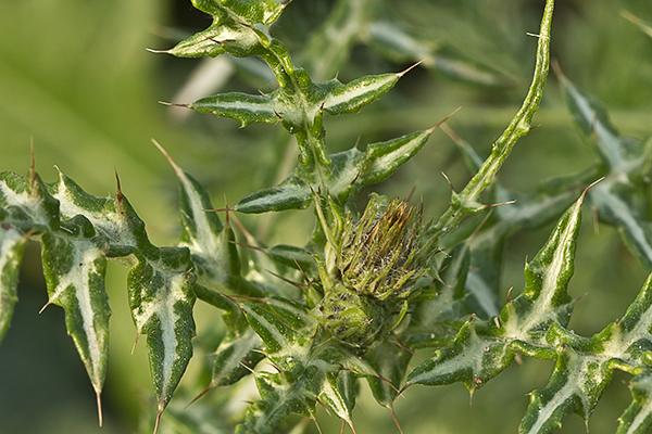 Alcachofa ( Silybum marianum)
