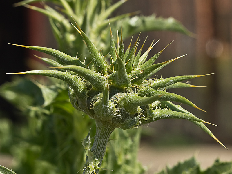 Alcachofa ( Silybum marianum)