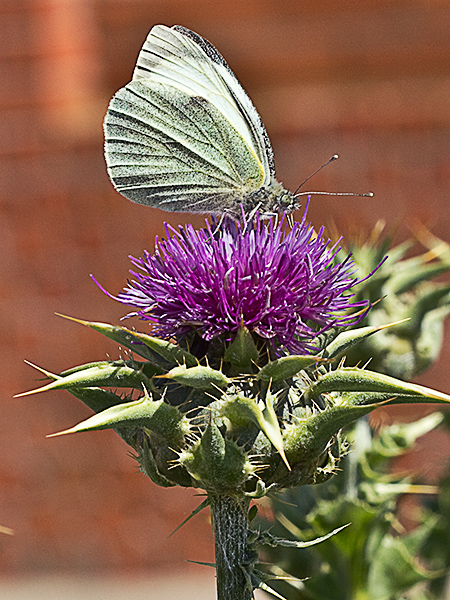 Alcachofa (cardo)