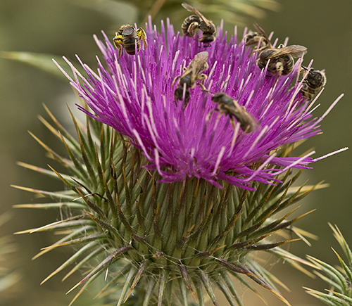 Inflorescencia del Onopordum acanthium, Alcachofa borriquera