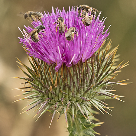 Inflorescencia del Onopordum acanthium, Alcachofa borriquera