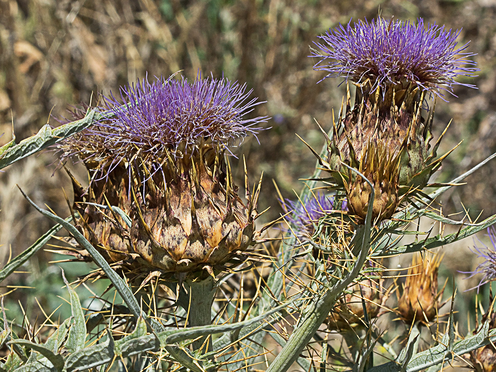 Capítulos de la alcachofa silvestre (Cynara cardunculus)