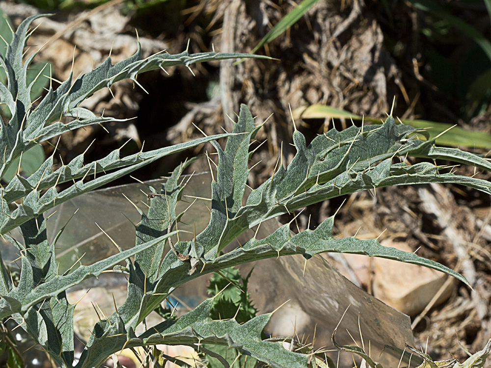 Hojas de la alcachofa silvestre (Cynara cardunculus)