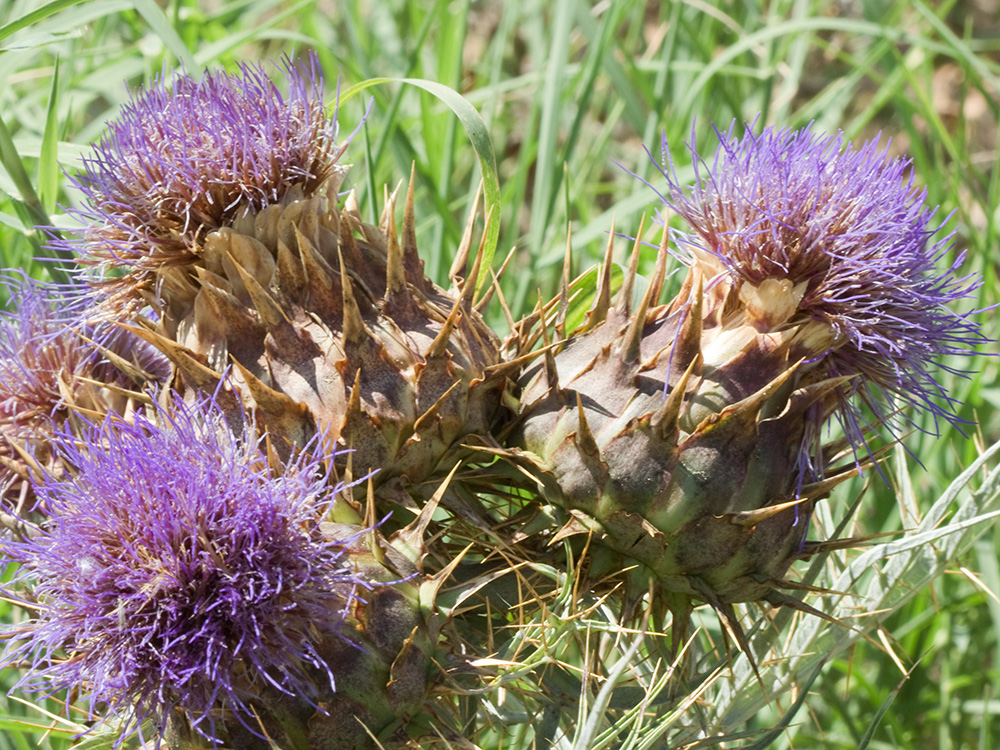 Capítulos de la alcachofa silvestre (Cynara cardunculus)