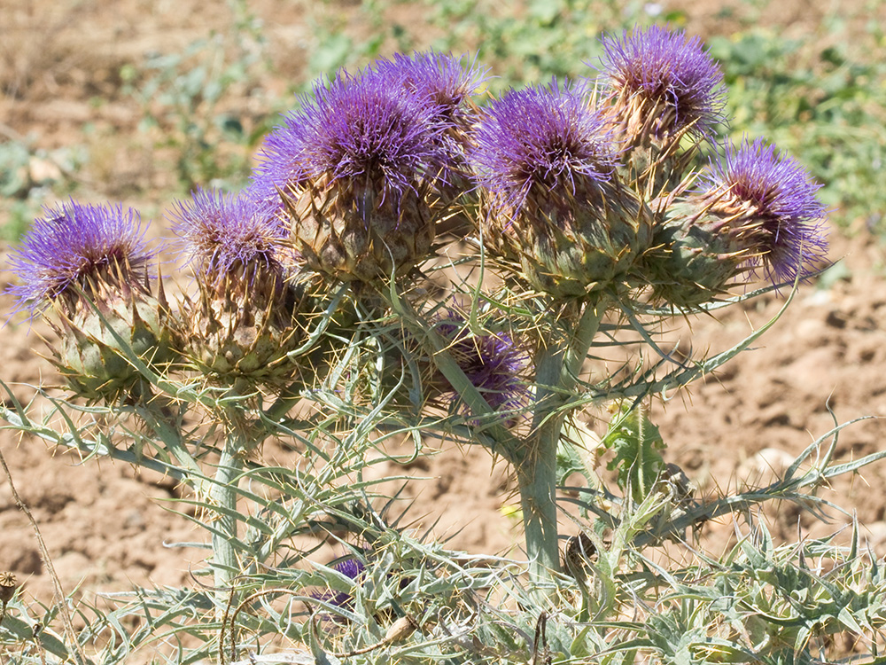 Capítulos de la alcachofa silvestre (Cynara cardunculus)