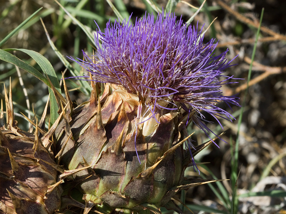 Capítulos de la alcachofa silvestre (Cynara cardunculus)