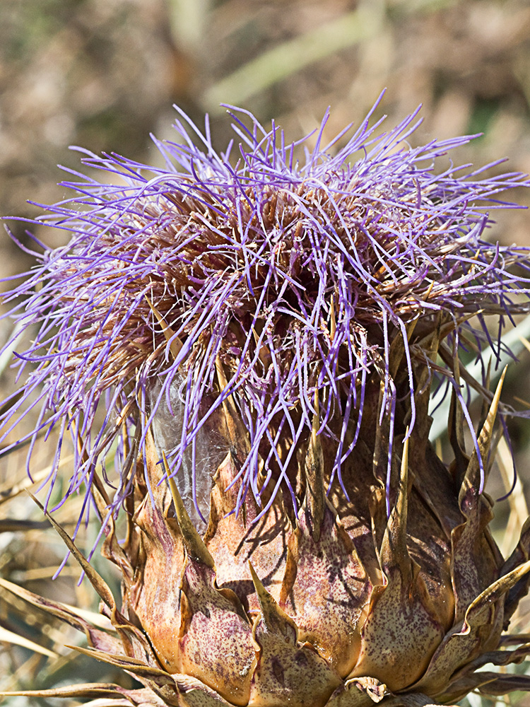 Capítulo seco de la alcachofa silvestre (Cynara cardunculus)