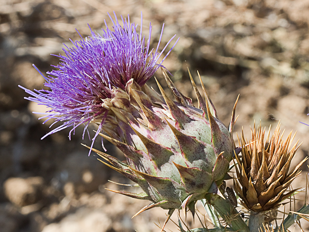 Capítulo de la alcachofa silvestre (Cynara cardunculus)