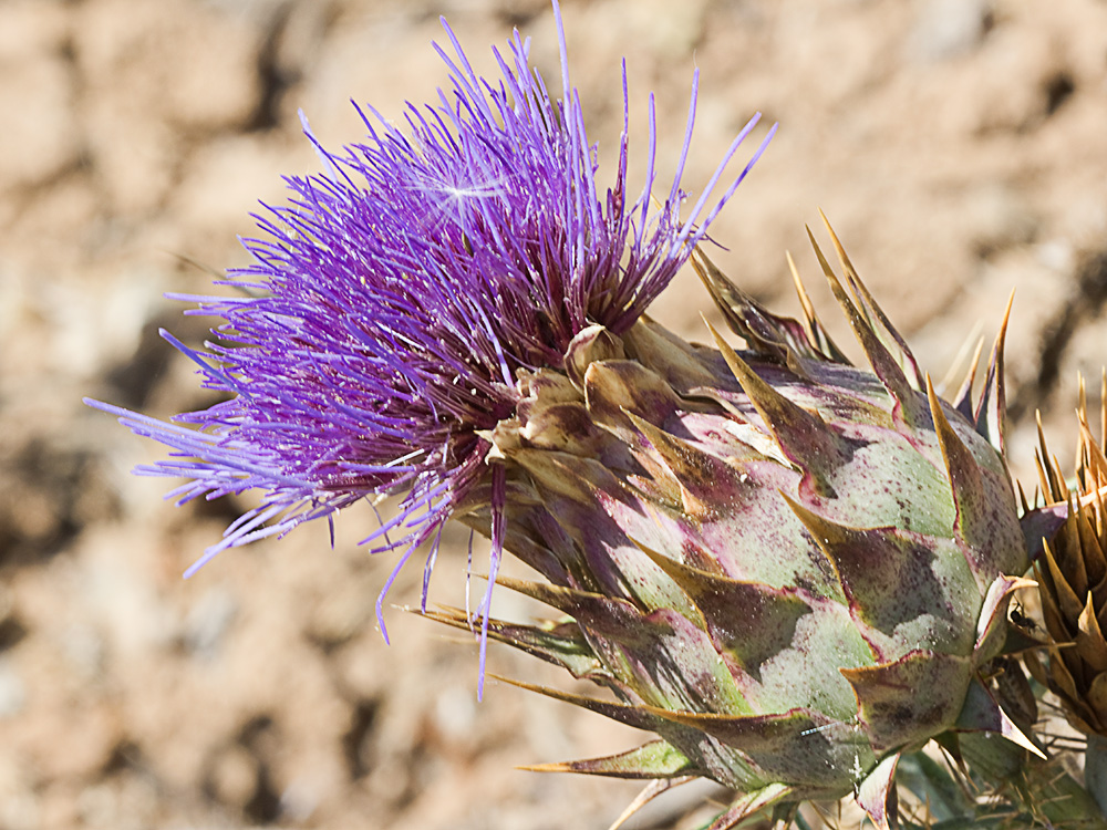 Capítulo de la alcachofa silvestre (Cynara cardunculus)