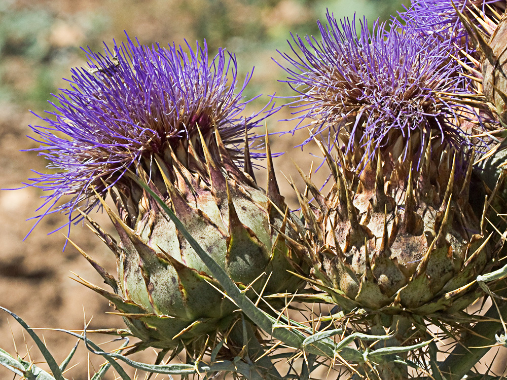Capítulos de la alcachofa silvestre (Cynara cardunculus)