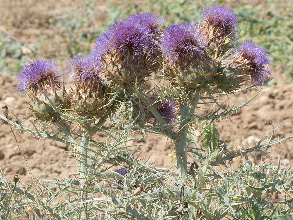 Mata de la alcachofa silvestre (Cynara cardunculus)
