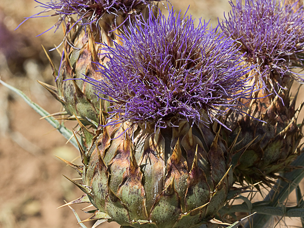 Capítulo semiseco de la alcachofa silvestre (Cynara cardunculus)