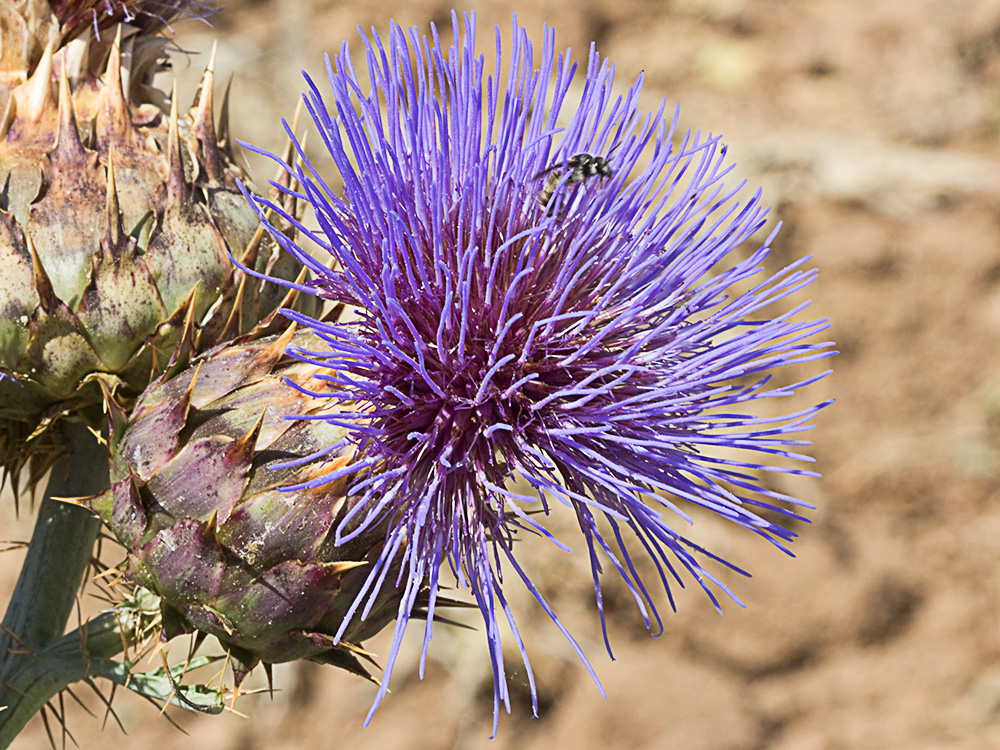 Capítulos de la alcachofa silvestre (Cynara cardunculus)