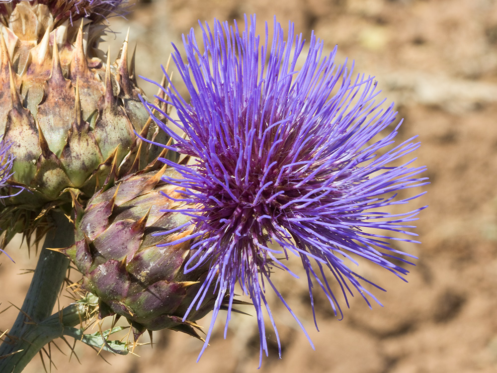 Capítulos de la alcachofa silvestre (Cynara cardunculus)