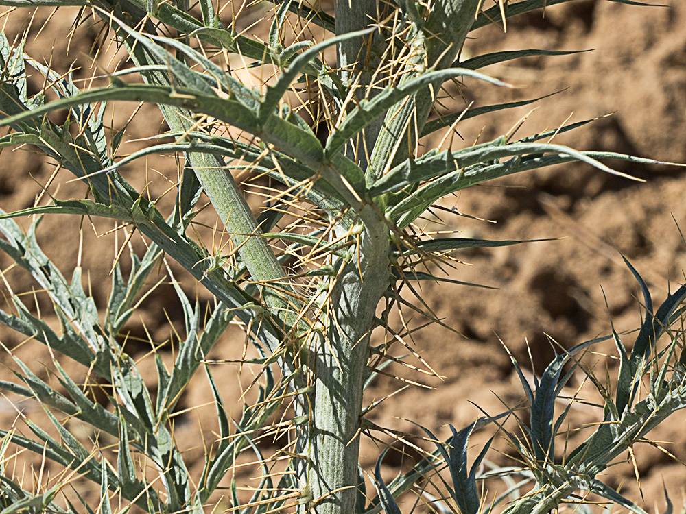Tallo y hojas de la alcachofa silvestre (Cynara cardunculus)