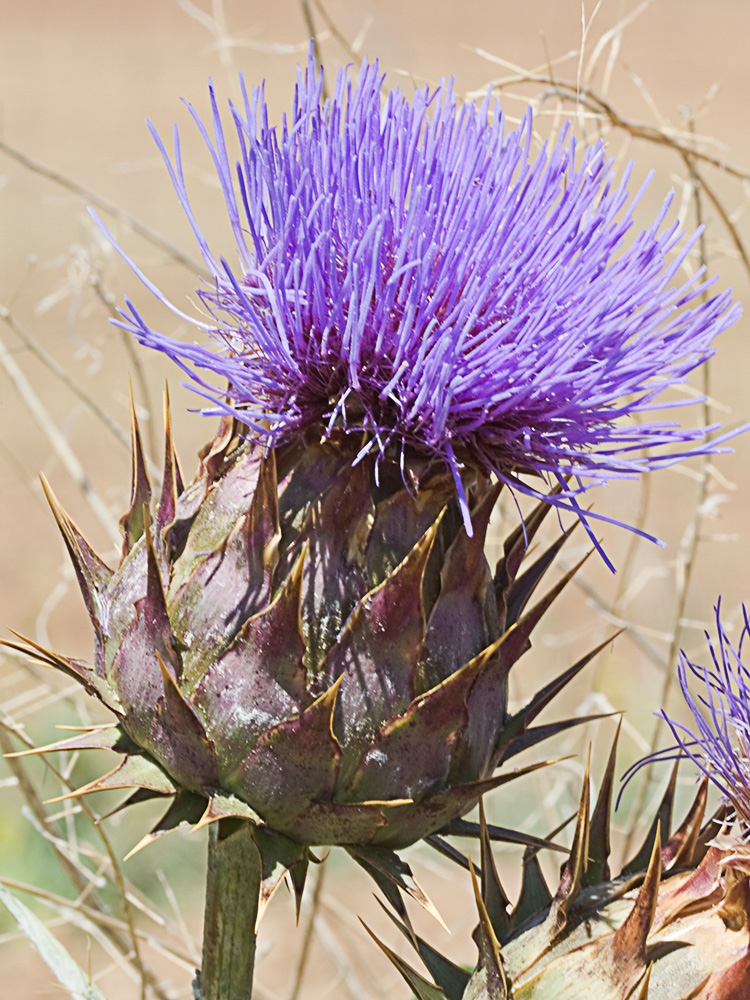 Capítulo de la alcachofa silvestre (Cynara cardunculus)