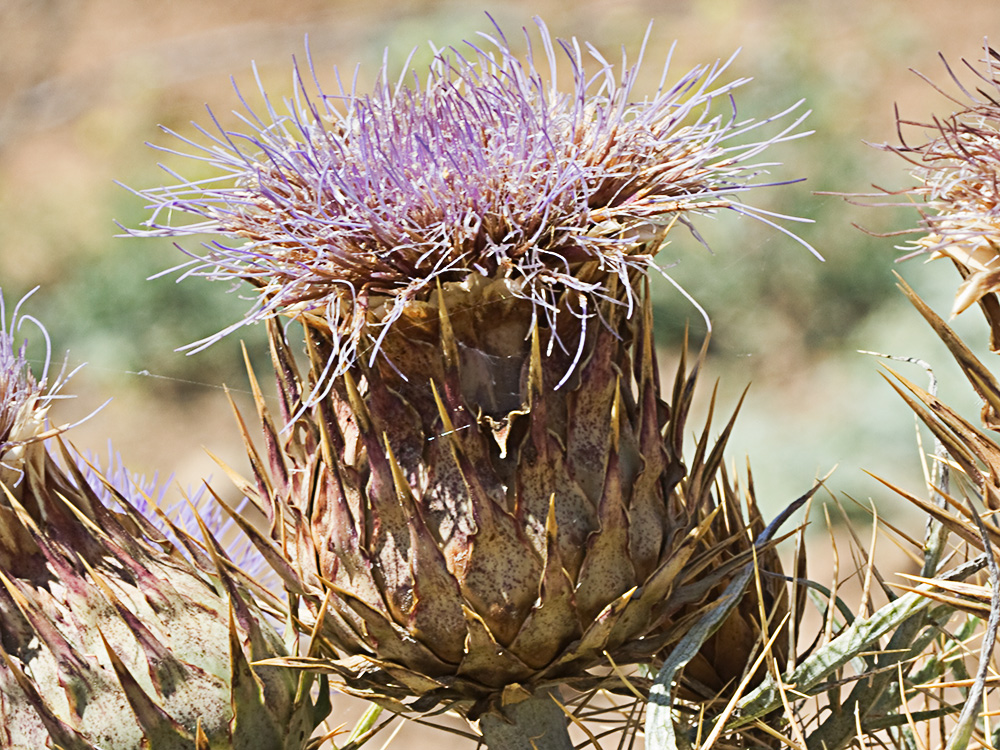 Capítulo semiseco de la alcachofa silvestre (Cynara cardunculus)