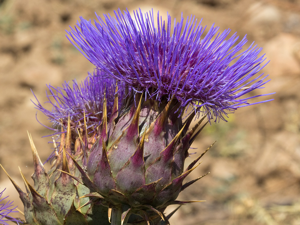 Capítulos de la alcachofa silvestre (Cynara cardunculus)