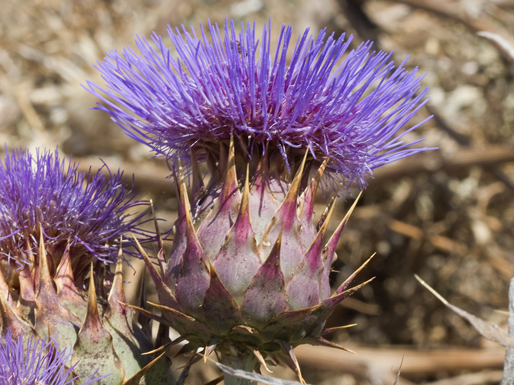 Capítulos de la alcachofa silvestre (Cynara cardunculus)