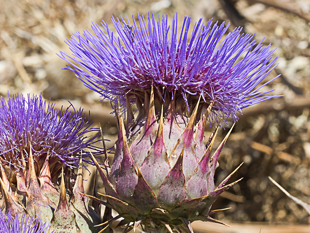 Capítulos de la alcachofa silvestre (Cynara cardunculus)