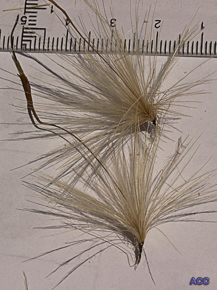 Vilanos de la alcachofa silvestre (Cynara cardunculus)