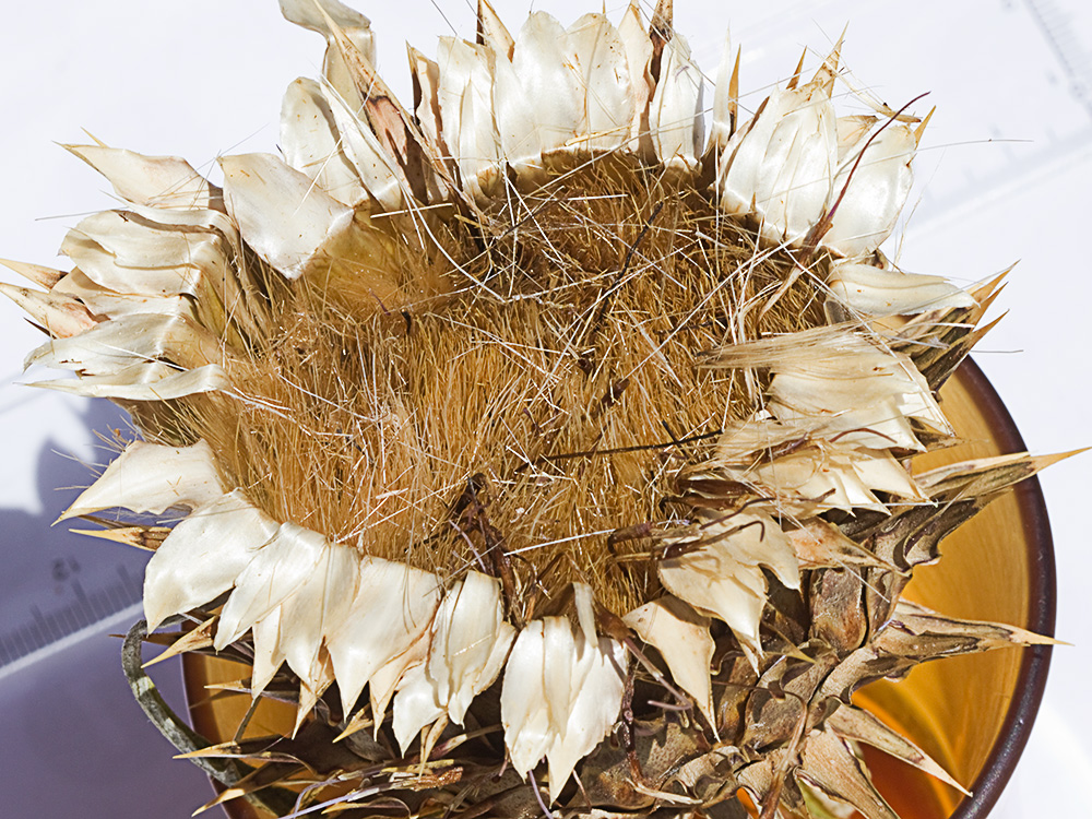 Capítulo seco y pelos del vilano de la alcachofa silvestre (Cynara cardunculus)