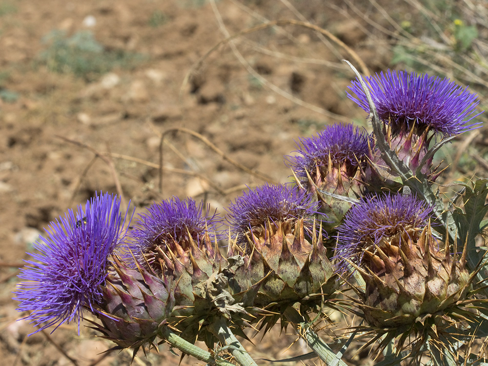Capítulos de la alcachofa silvestre (Cynara cardunculus)