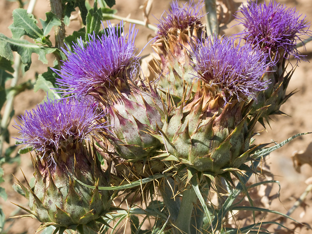Capítulos de la alcachofa silvestre (Cynara cardunculus)