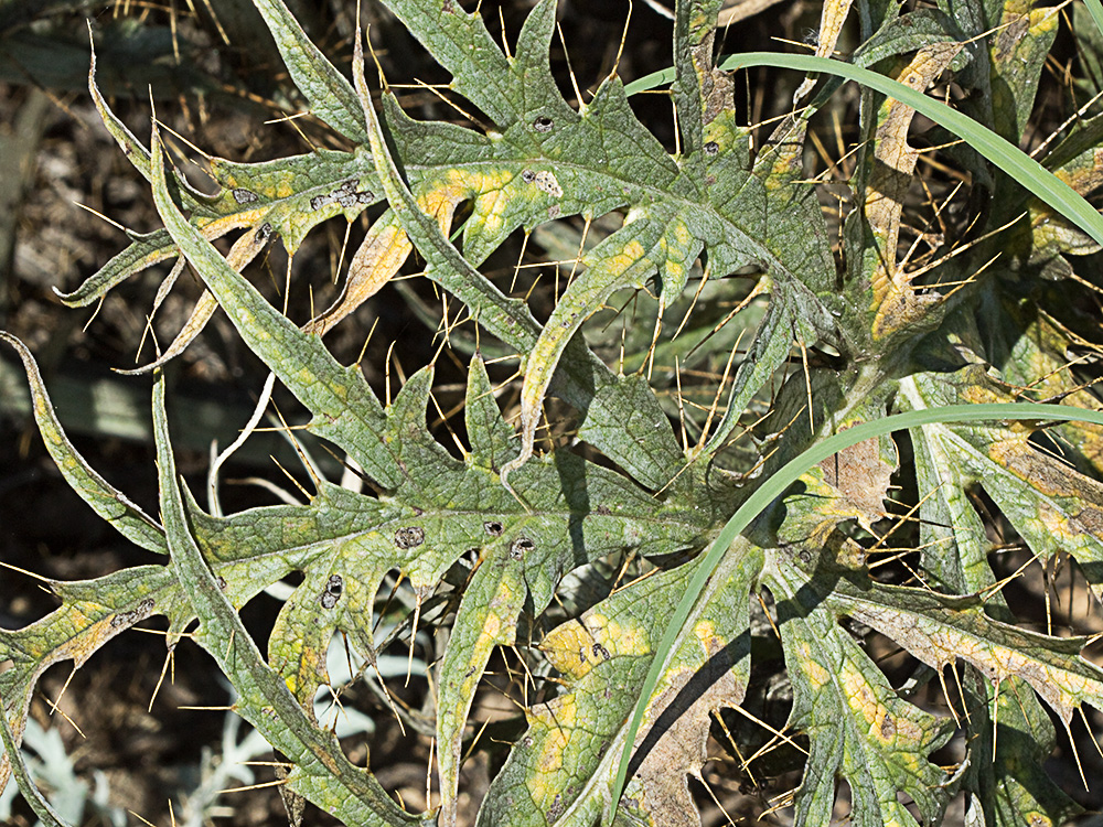 Hojas de la alcachofa silvestre (Cynara cardunculus)