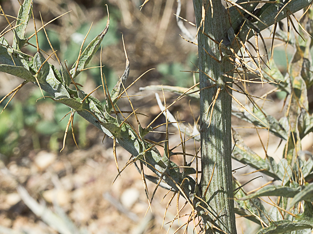 Tallo y ramas de la alcachofa silvestre (Cynara cardunculus)