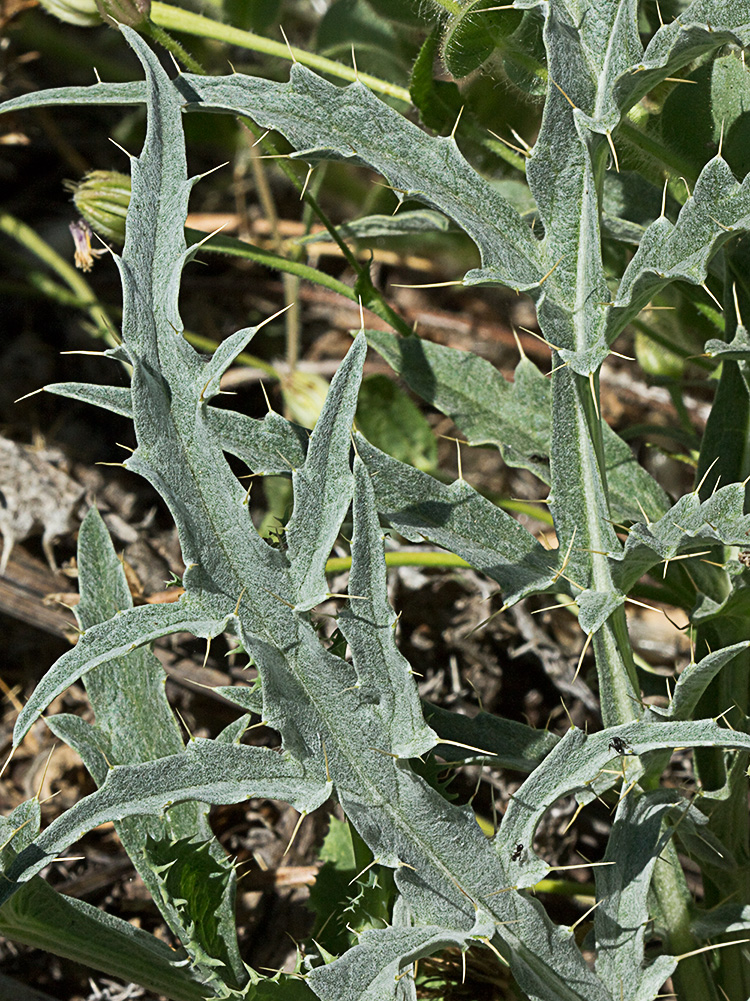 Hojas de la alcachofa silvestre (Cynara cardunculus)