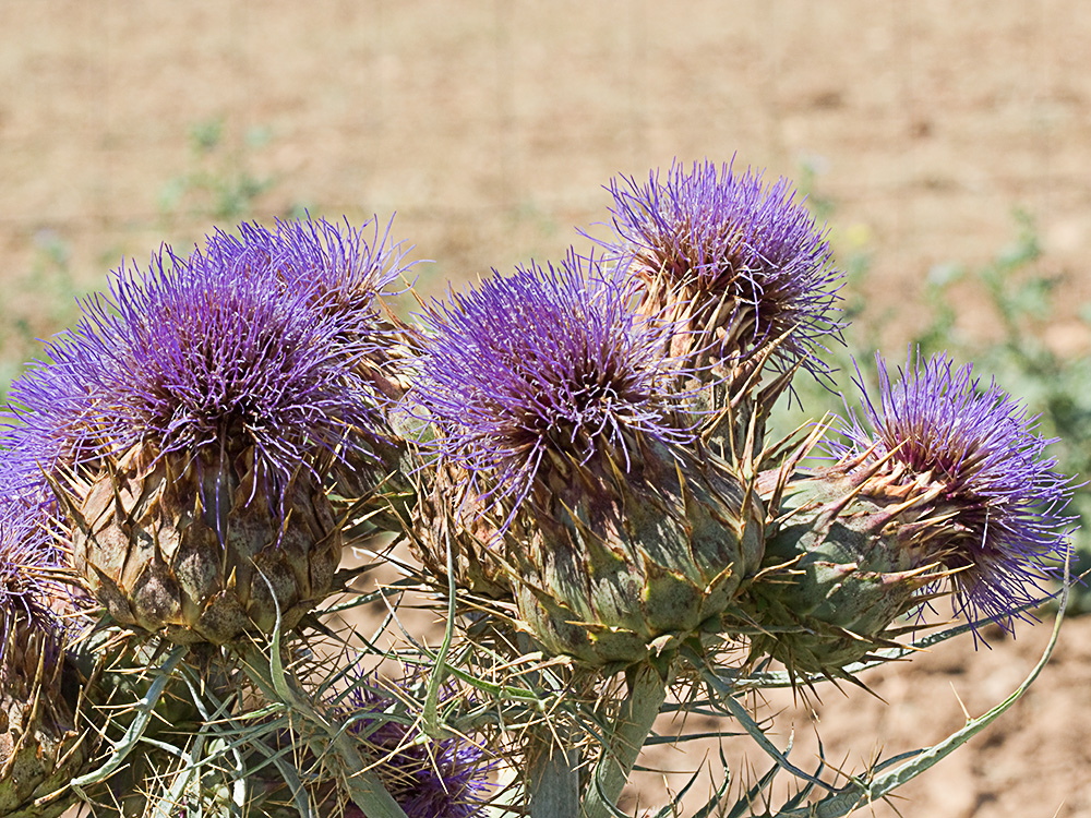 Capítulos de la alcachofa silvestre (Cynara cardunculus)