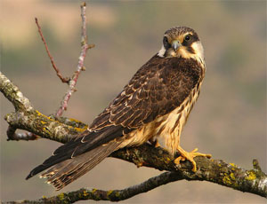 Alcotán