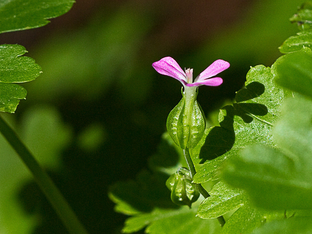 Flores de los alfileres (Geranium lucidum)