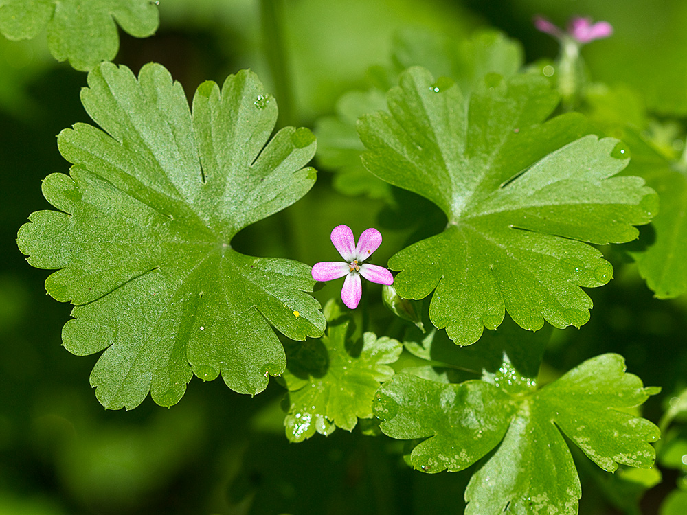 Flores de los alfileres (Geranium lucidum)