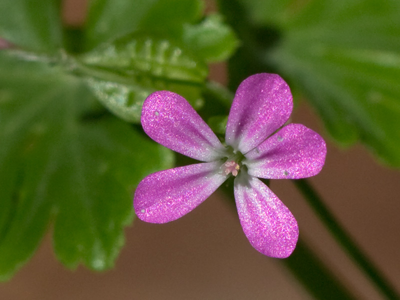 Flores de los alfileres (Geranium lucidum)