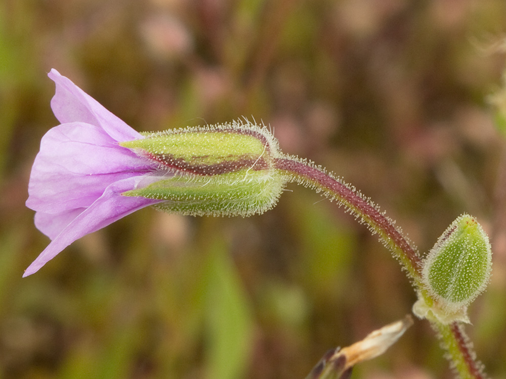 Alfileteras o pico de grulla (Erodium botrys (Cav.) Bertol.)