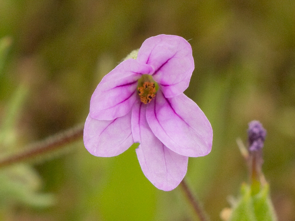 Alfileteras o pico de grulla (Erodium botrys (Cav.) Bertol.)
