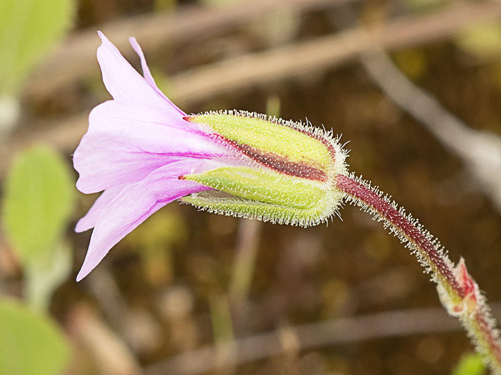 Alfileteras o pico de grulla (Erodium botrys (Cav.) Bertol.)
