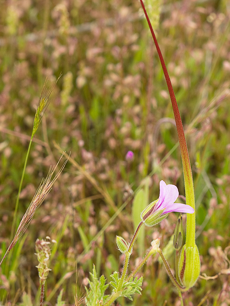 Alfileteras o pico de grulla (Erodium botrys (Cav.) Bertol.)