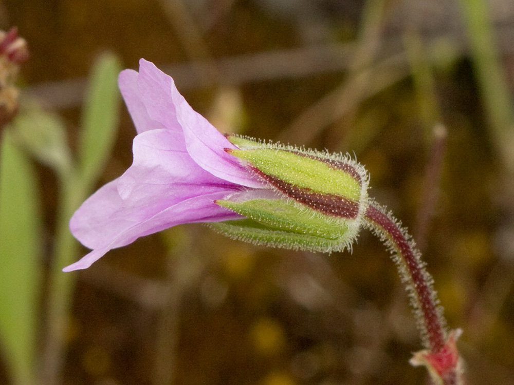 Alfileteras o pico de grulla (Erodium botrys (Cav.) Bertol.)