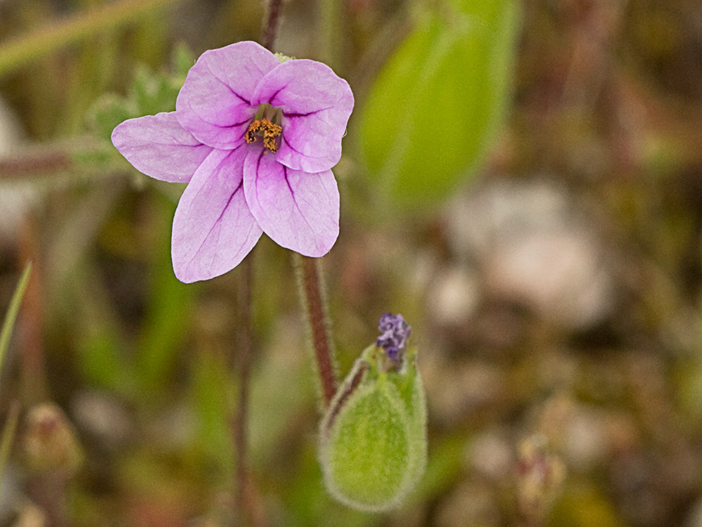 Alfileteras o pico de grulla (Erodium botrys (Cav.) Bertol.)