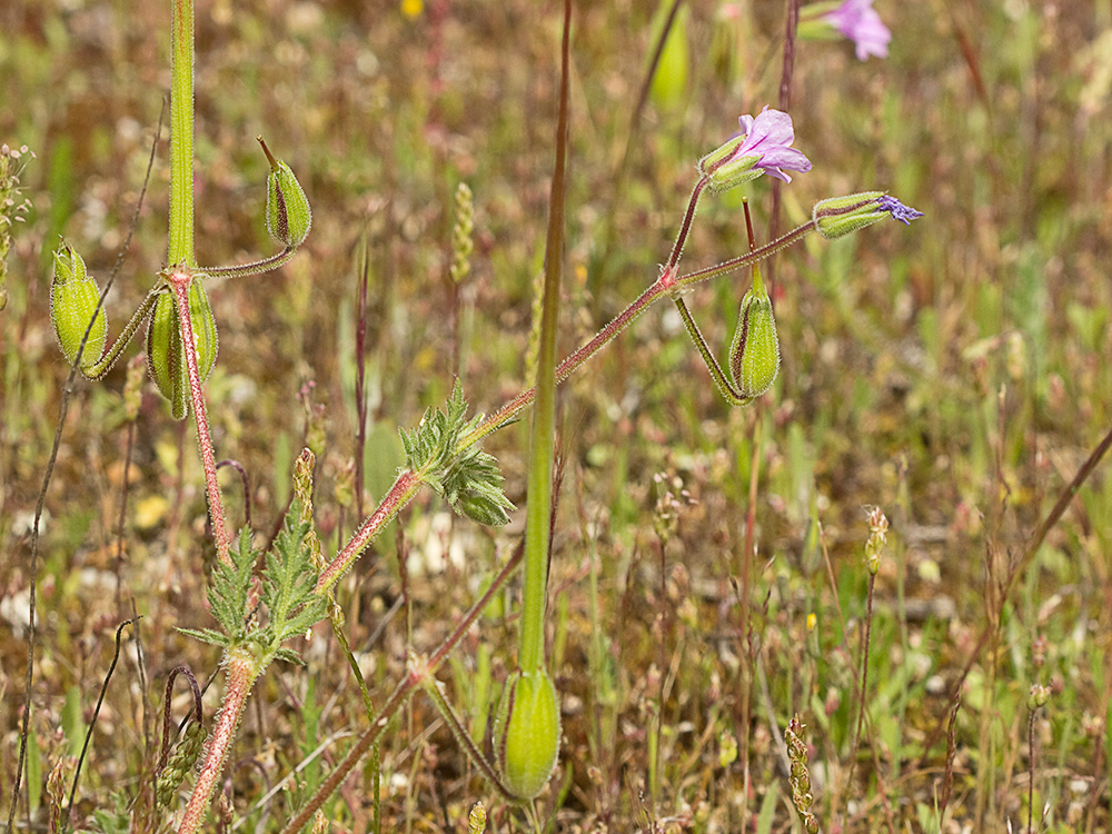 Alfileteras o pico de grulla (Erodium botrys (Cav.) Bertol.)