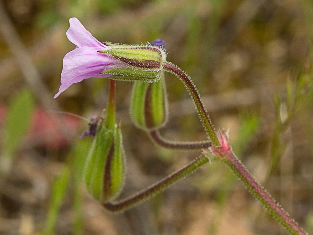 Alfileteras o pico de grulla (Erodium botrys (Cav.) Bertol.)