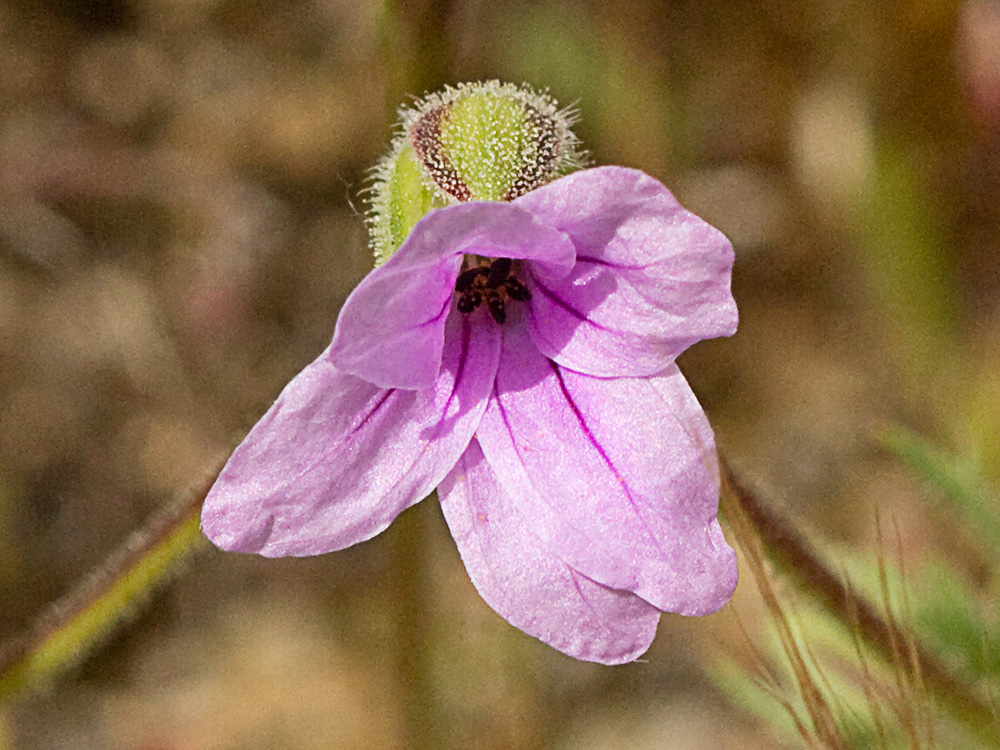 Alfileteras o pico de grulla (Erodium botrys (Cav.) Bertol.)