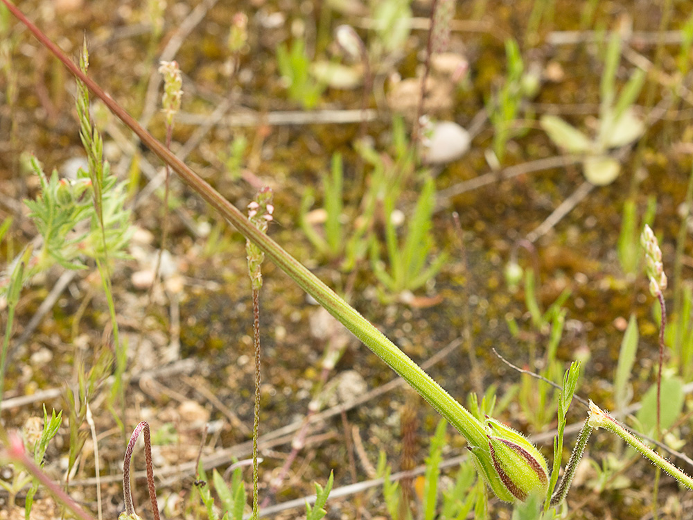 Alfileteras o pico de grulla (Erodium botrys (Cav.) Bertol.)