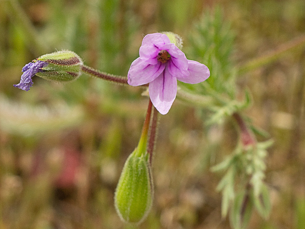 Alfileteras o pico de grulla (Erodium botrys (Cav.) Bertol.)