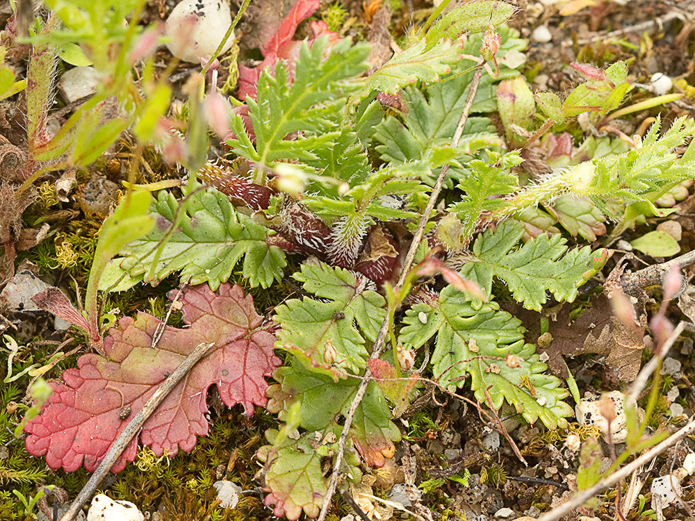Alfileteras o pico de grulla (Erodium botrys (Cav.) Bertol.)