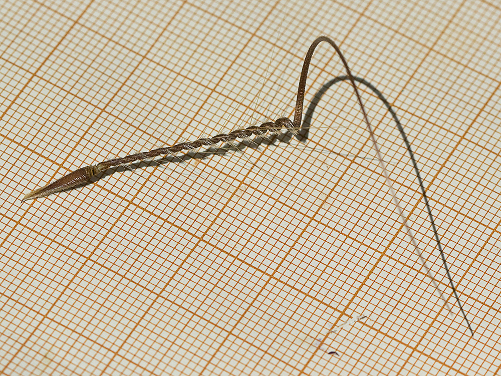 Semillas en aquenio con forma de pico de las Alfileteras o pico de grulla (Erodium botrys (Cav.) Bertol.)