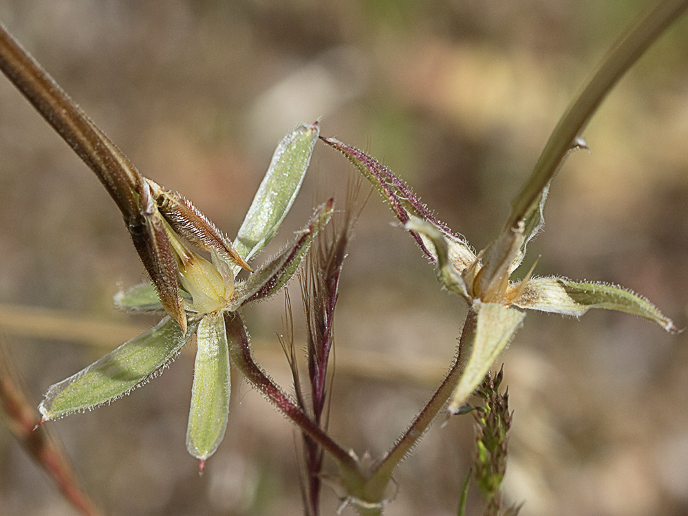 Alfileteras o pico de grulla (Erodium botrys (Cav.) Bertol.)